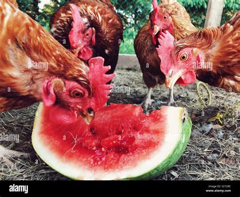 Poules Rouges Banque D Image Et Photos Alamy