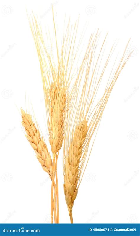 Dry Wheat Grains Stock Photo Image Of Branch Stalk 45656074