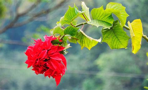 Discovering The Nepal Through Its Flora Flowers Of Nepal