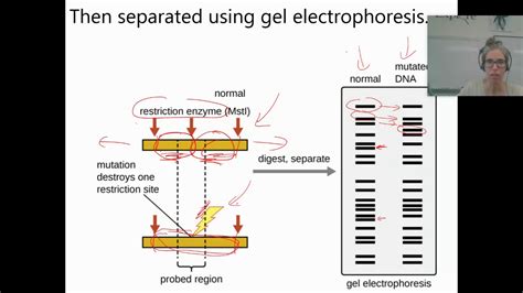 Restriction Enzymes And Gel Electrophoresis Youtube