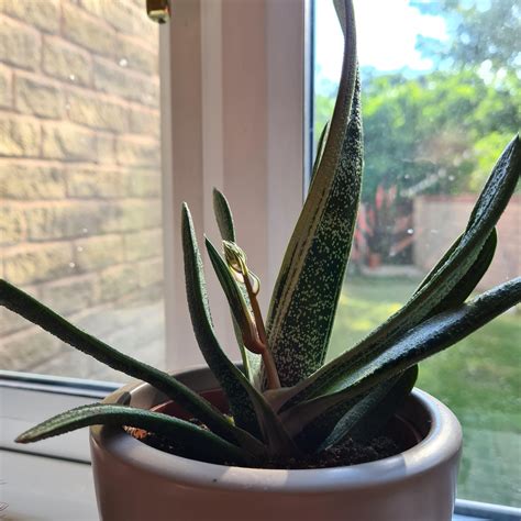 Is my Gasteria Flowering? This random thing has suddenly appeared 🤣 : r ...