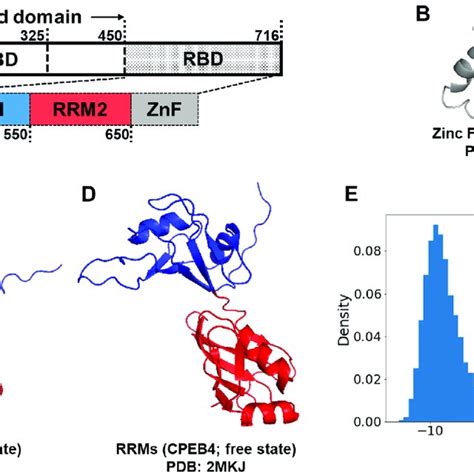 A A Diagram Of The CPEB3 Subdomains Including A Prion Like Domain