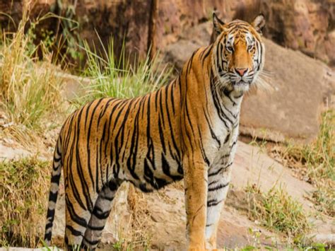 Tiger Reserve Hunting Red Alert Eight Tiger Reserves Highest Number Tiger Deaths In This State