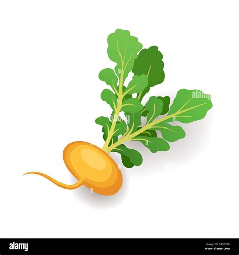 Yellow Turnip With Green Leaves Vegetable Icon Isolated On White Background Vector