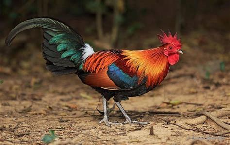 Red Junglefowl Gallus Gallus Southeast Asia And Indonesia World