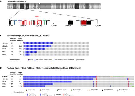 Frontiers Homozygous Co Deletion Of Type I Interferons And CDKN2A