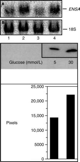 Rat Mesangial Endosulfine Kidney International