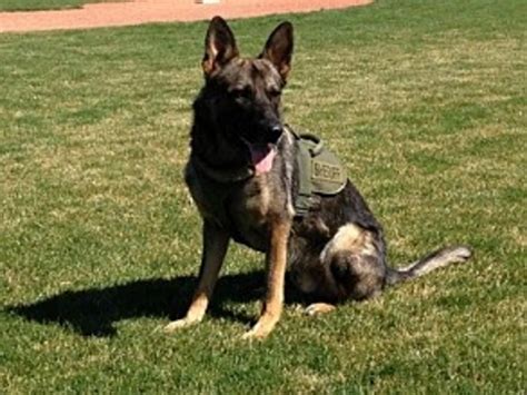 County K 9 Takes Final Ride After Unexpected Passing Video