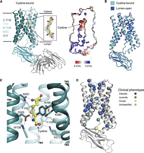 Structure And Mechanism Of Human Cystine Exporter Cystinosin Cell