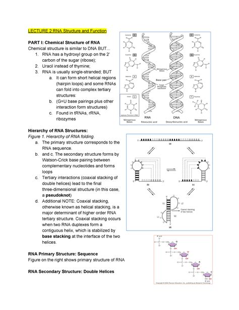 MBIO 3410 Lecture 2 Summer 2020 LECTURE 2 RNA Structure And