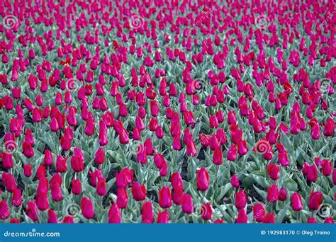 Gran Campo De Tulipanes Rojos Florecientes Flores Y Botánica Foto De