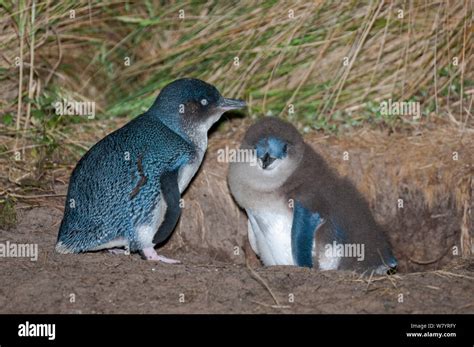 Little Blue Fairy Penguin High Resolution Stock Photography and Images ...