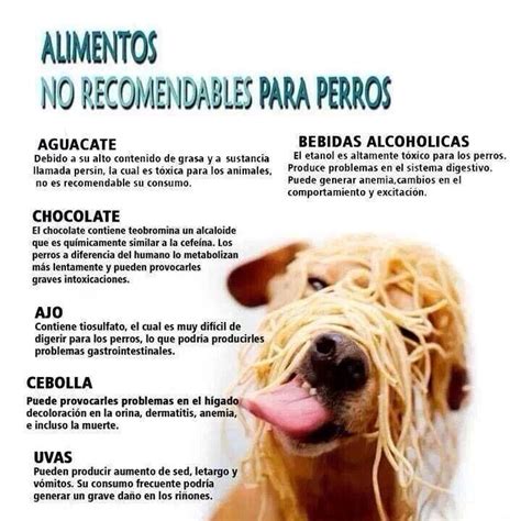 ¡cuidado Alimentos Tóxicos Y Aderezos Prohibidos Para Perros Veterinaria