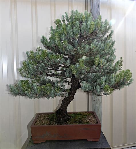 italian stone pine tree 8
