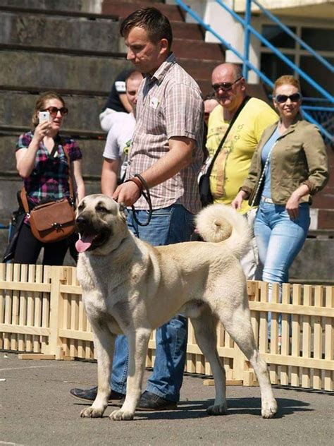 Puppies for Sale-Kangal | Jelena Dogshows