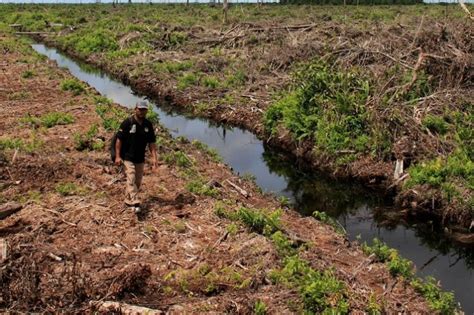 Pengelolaan Lahan Gambut Yang Baik Bisa Kurangi 500 Juta Ton Karbon