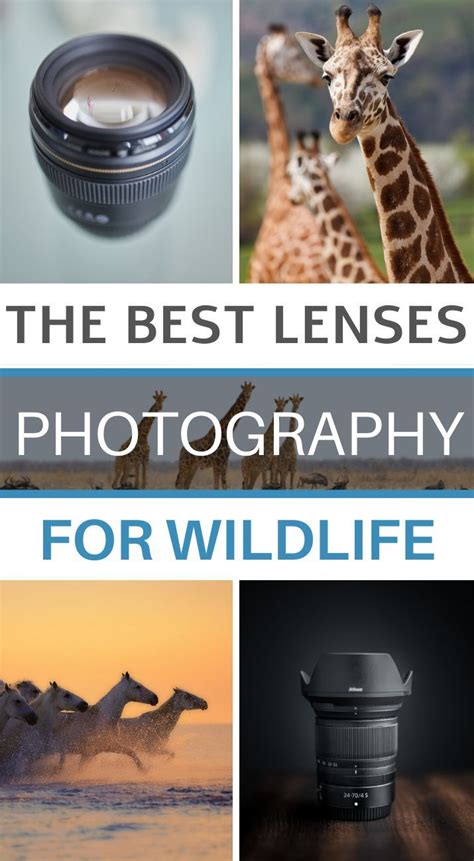 The Ultimate Guide to Wildlife Photography Lenses