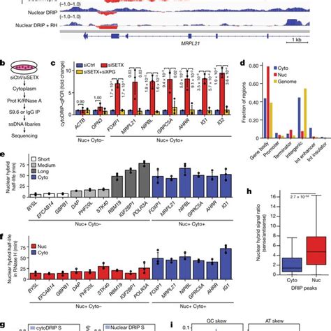 Cytoplasmic Rnadna Hybrids Derived From R Loop Processing Activate Download Scientific Diagram