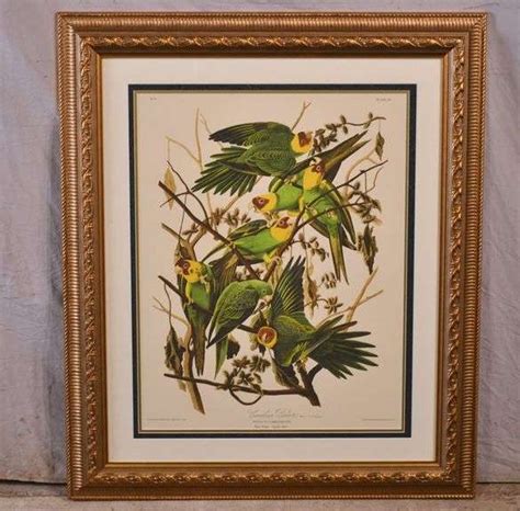 Large Framed Print Carolina Parrot By John J Audubon R H