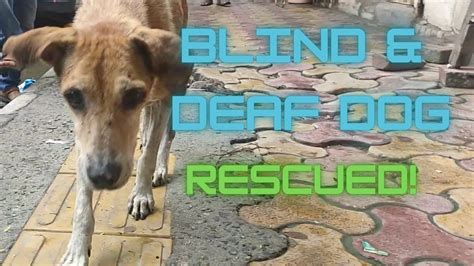 Rescued Old Blind Deaf Dog Faunaism Hope For Animals Youtube