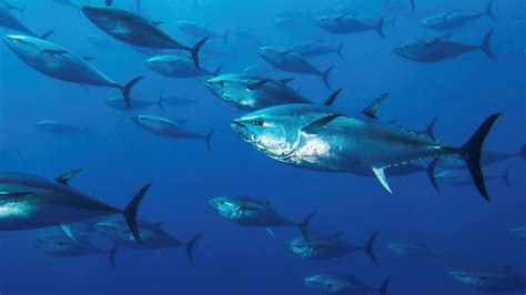 Once Endangered Atlantic Bluefin Tuna Is Now Thriving In Spains