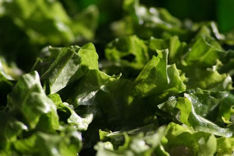 green salad Free Photo Download | FreeImages