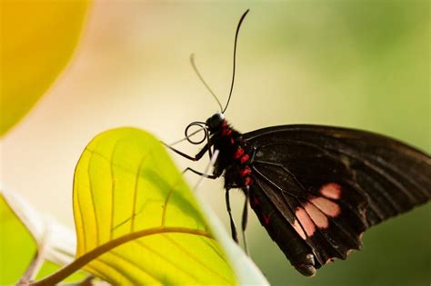 Borboleta Preta Significado Espiritual Voc Precisa Saber Disso