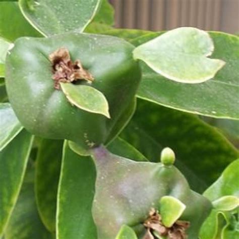 Ora Pro Nobis Fruto Saiba Como Cultivar Em Casa