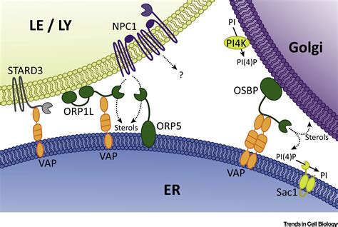 Emerging Roles For The Lysosome In Lipid Metabolism Trends In Cell Biology