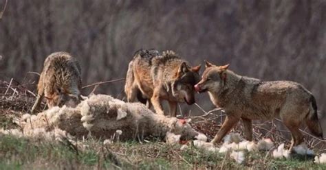 Loup les syndicats agricoles mettent la pression L Agriculture Drômoise