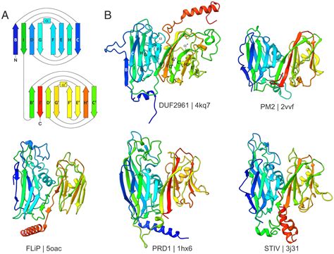 Cellular Homologs Of The Double Jelly Roll Major Capsid Proteins