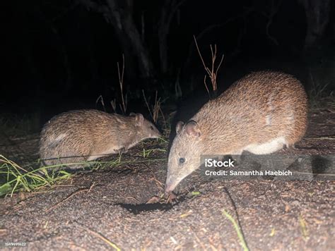 The Quenda Also Known As The Western Brown Bandicoot Stock Photo