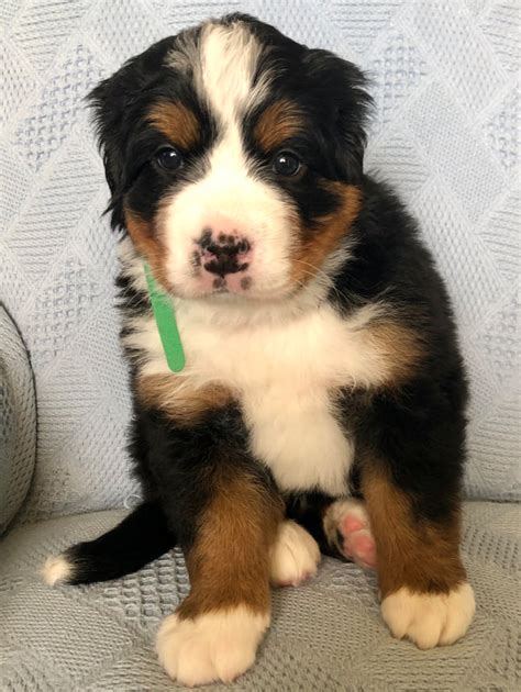 Available Litters Windy Acre Berners