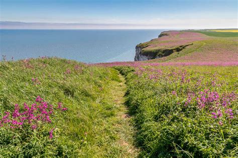 Bempton Cliffs walk - Bempton RSPB walk - puffins East Yorkshire