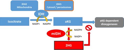 Idh Pathway Wild Type And Mutant Type Download Scientific Diagram