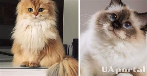 Які породи котів найбільше люблять гратись з людьми - найвеселіші ...