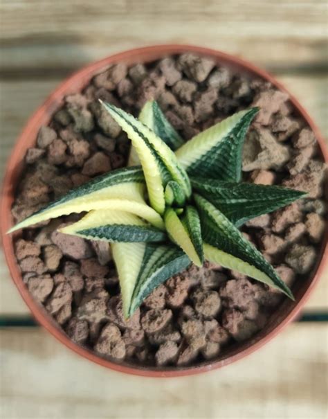 Haworthia Limifolia Cv Variegata Succulentes Et Jolies Plantes