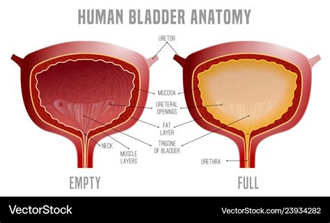 Bladder Diagram