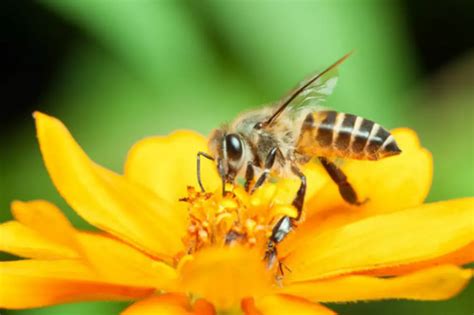 Is Climate Change Behind NH's Disastrous Pollen Season?