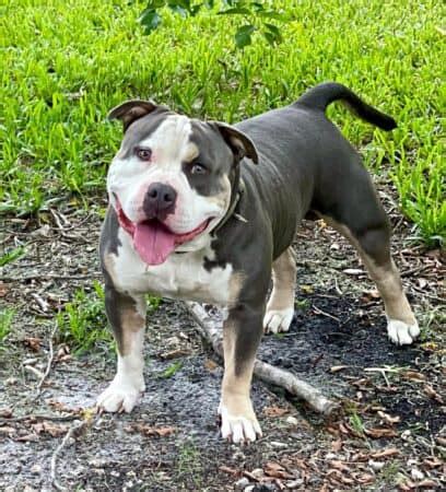 11 Most Popular Pitbull Bloodlines - Bubbly Pet