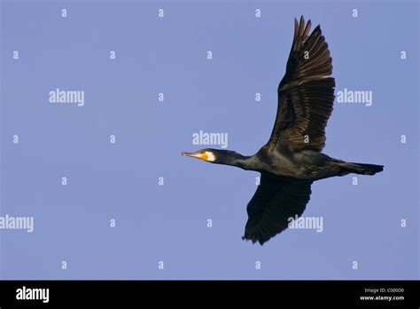 Kormoran Phalacrocorax Hi Res Stock Photography And Images Alamy