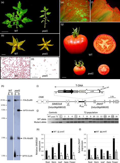 Developmental Role Of The Tomato Mediator Complex Subunit Med In