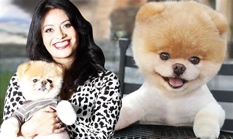 Boo The Pomeranian Dead Worlds Cutest Dog Dies Of Broken Heart