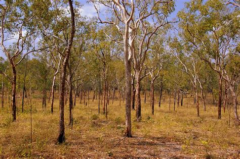 Savanna Woodlands Nourlangie Rock Kakadu National Park Northern