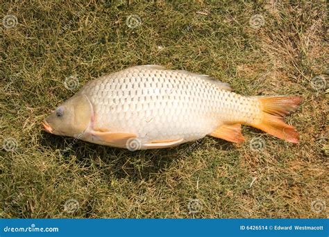 Common Carp On Grass Stock Photo Image Of Culinary Nature 6426514