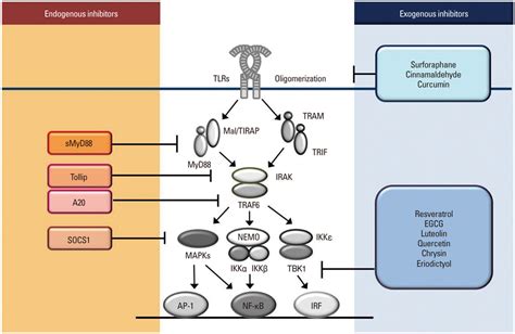 Intrinsic And Extrinsic Regulation Of Innate Immune Receptors