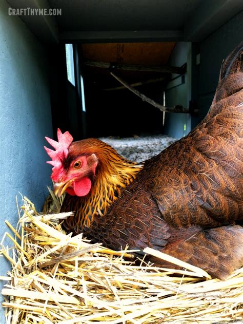 How To Know When Your Chickens Will Start Laying Eggs The Reaganskopp Homestead