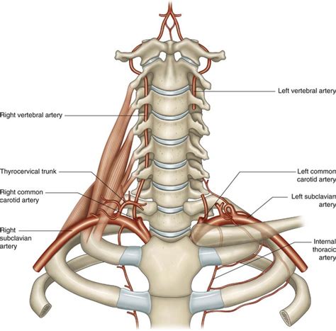 The Subclavian Arteries Musculoskeletal Key