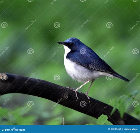 Siberian Blue Robin stock photo. Image of food, wild - 54385452