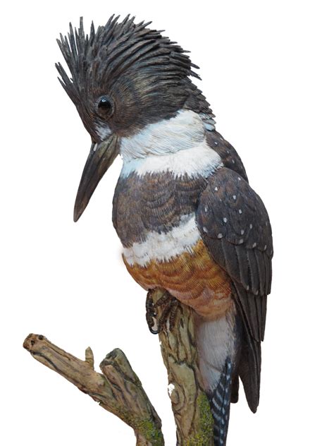 Kingfisher Bird Png Images Transparent Background Png Play